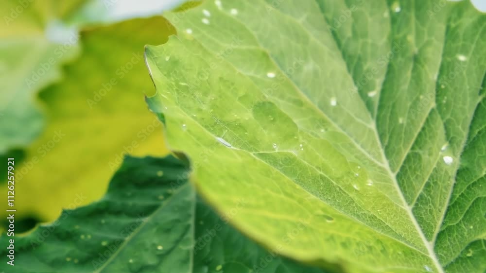 High-Resolution Nature-Inspired Green Leaf Texture Background with Vibrant Shades