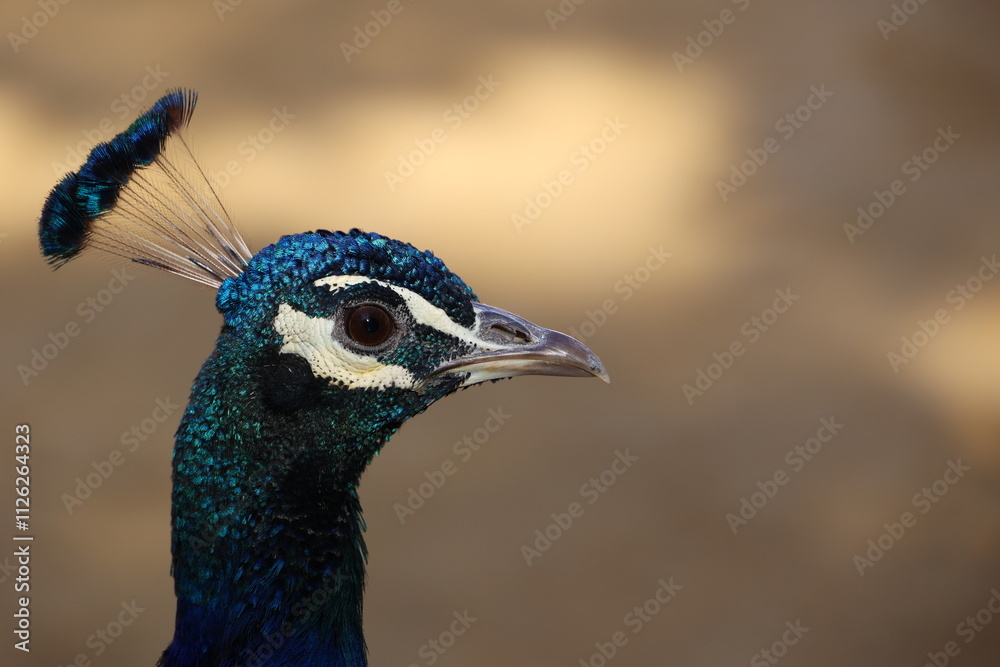 Portrait of a male peacock from close up in the garden of the Alcazar of Seville Portrait of a male peacock from close up in the garden of the Alcazar of Seville