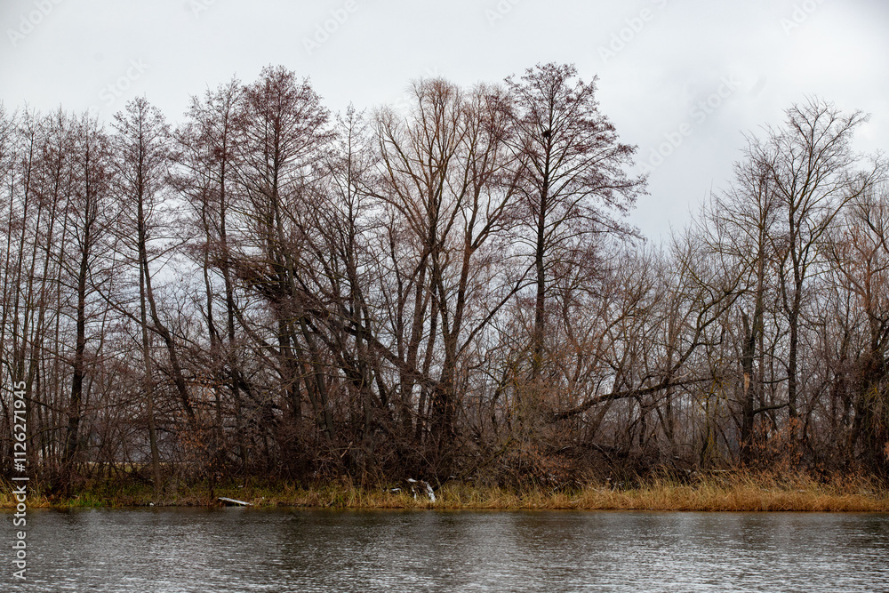 A forest with trees that are bare and brown A forest with trees that are bare and brown