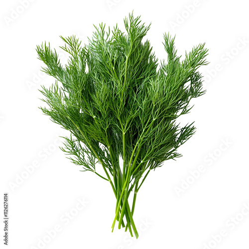Front view of an extremely perfect-looking single dill bunch isolated on a white transparent background
