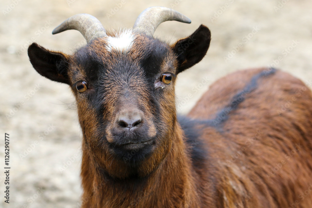 Curious Goat with Striking Facial Markings Curious Goat with Striking Facial Markings