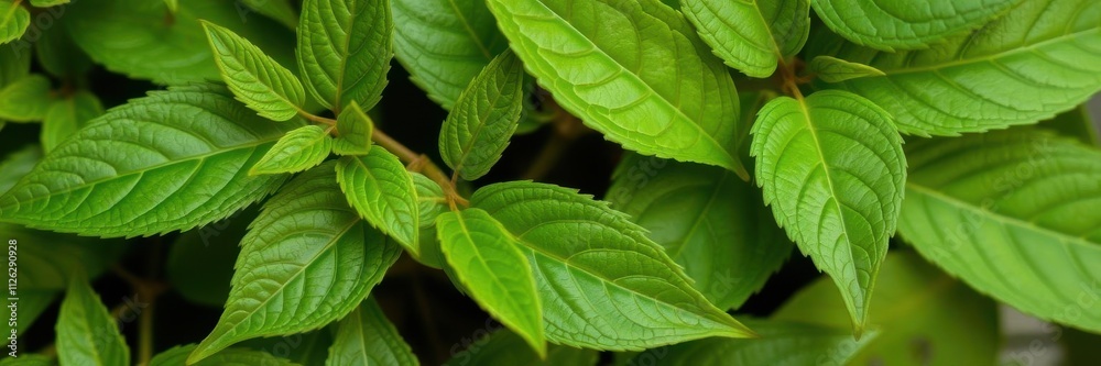 Close-up shot of green thankuni leaves, commonly used in Ayurvedic medicine for their medicinal properties, leafy Close-up shot of green thankuni leaves, commonly used in Ayurvedic medicine for their medicinal properties, leafy