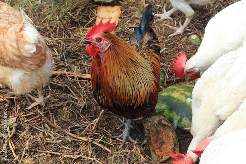 Colorful Rooster with White Hens photo