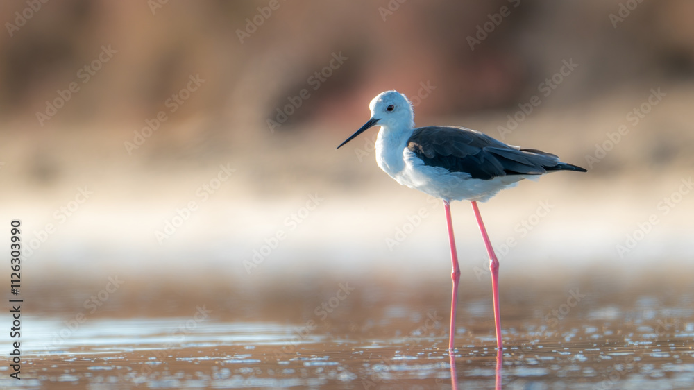 Obraz premium Cigüeñuela común, Himantopus himantopus Ave, Cádiz, ave, animal, naturaleza, pico, fauna
