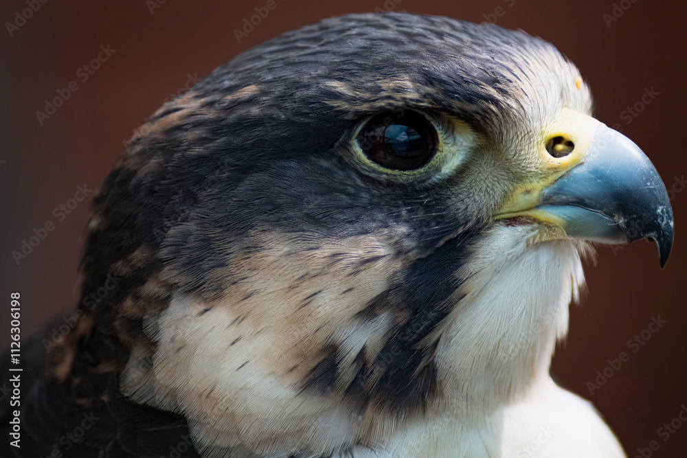 Fototapeta premium The Peregrine Falcon (Falco peregrinus).