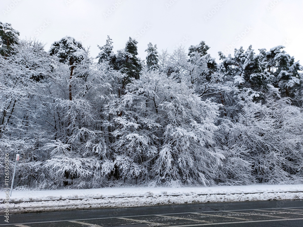 Snow on branches. White trees in Maribor. Slovenia. Winter season. Park.