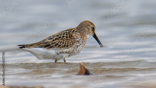 Correlimos común, Calidris alpina, Ave, Cádiz, ave, animal, naturaleza, pico, fauna photo