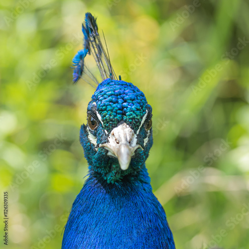 Peacock