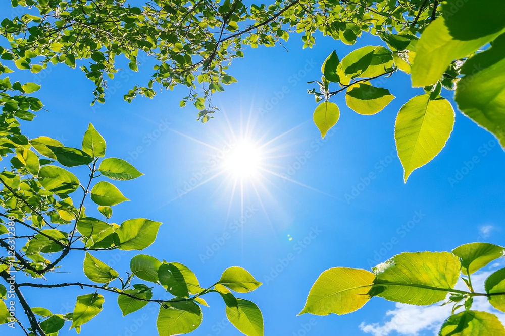 Bright sun shining through lush green leaves on a clear day Bright sun shining through lush green leaves on a clear day