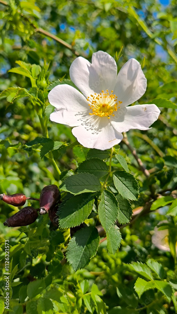 blooming bush of wild roses in sunlight