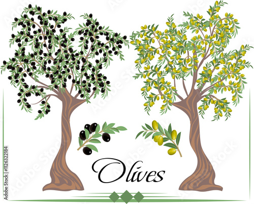 Olive trees in illustration.Colored vector illustration with olive trees on a transparent background.