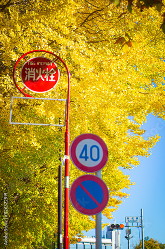 銀杏と道路標識