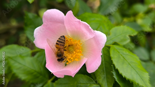 blooming bush of wild roses in sunlight