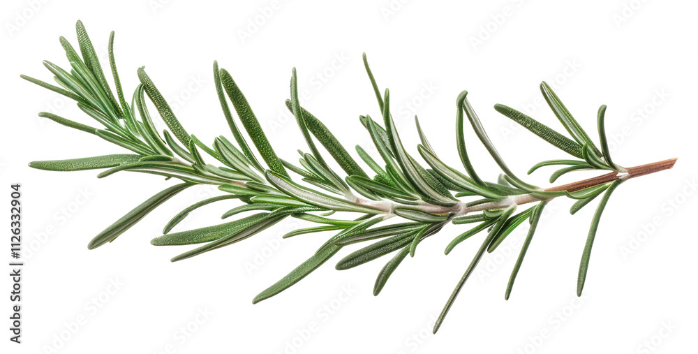 PNG Fresh rosemary herb isolated twig