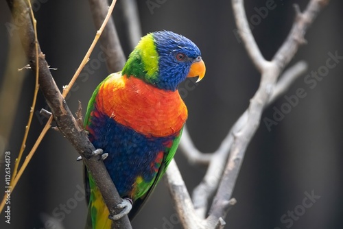 The colourful Rainbow Lorikeet (Trichoglossus moluccanus) photo