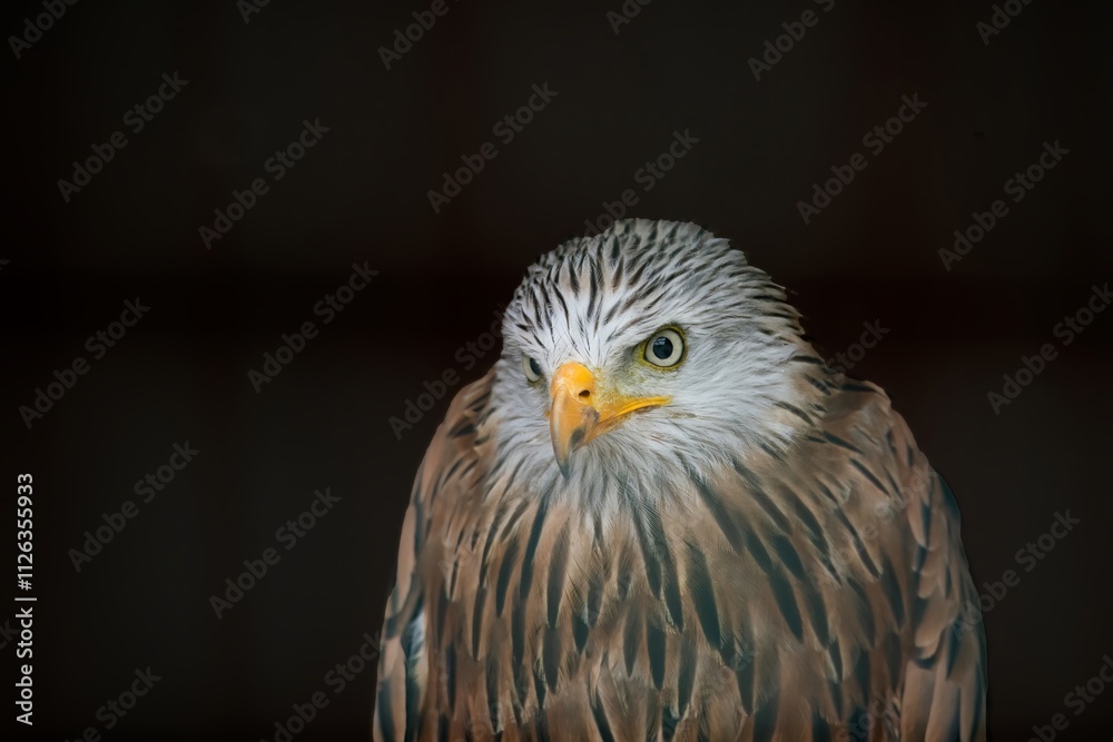 Fototapeta premium The Red Kite (Milvus milvus).