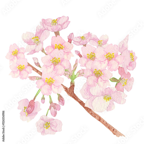 手描きの水彩画：日本の国花「桜」ピンク色の花　枝付き（花びら多目）
