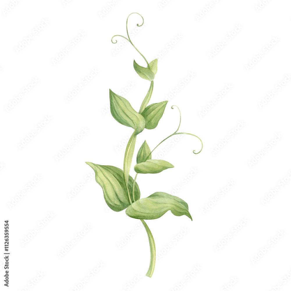 Fototapeta premium Pea plant, stem with leaves watercolor illustration hand drawn