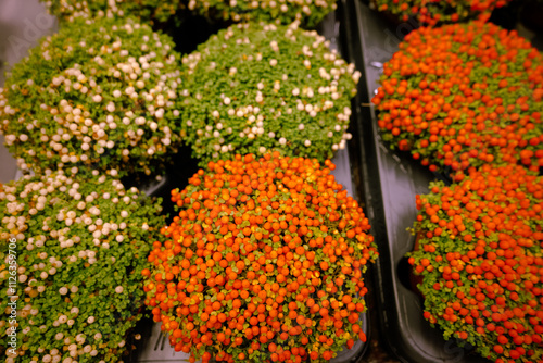 Nertera granadensis, coral bead plant and pin-cushion plant coral moss, English baby tears as a concept of eco plants for home. Eco friendly life with indoor plants. Orange, white berries green moss photo