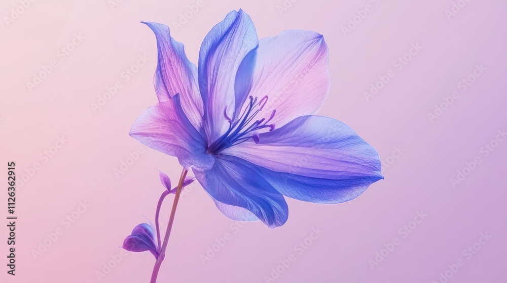 A delicate flower with soft blue and pink hues against a gradient background. A delicate flower with soft blue and pink hues against a gradient background.
