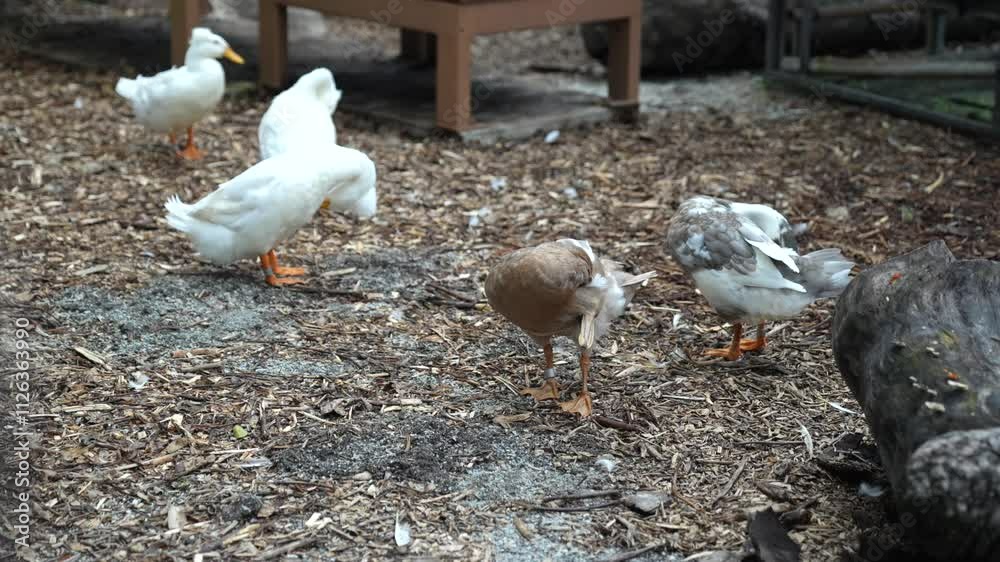 visit to zoo and see many different animal and good to know how those animal look like. very lucky still able see those animal alive in this world. cute duck. visit to zoo and see many different animal and good to know how those animal look like. very lucky still able see those animal alive in this world. cute duck.