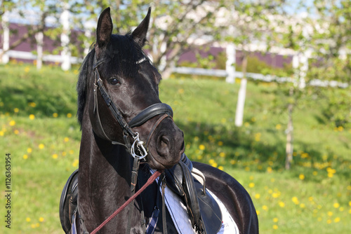 A beautiful black dressage horse portrait 