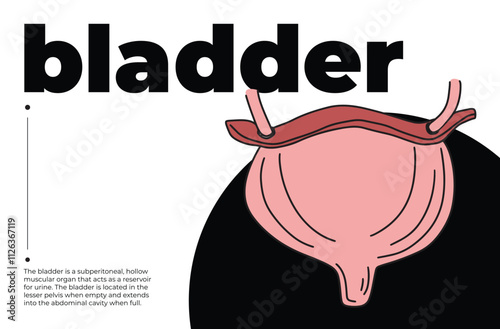 Human bladder illustration with text, anatomical diagram of bladder for medical education, ccience projects, cognitive studies, infographic design, and health awareness, minimalist artwork