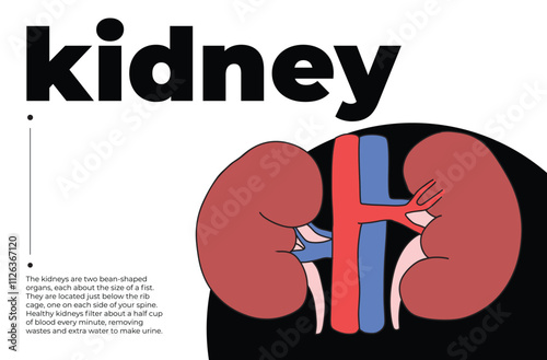 kidneyHuman kidney illustration with text, anatomical diagram of kidney for medical education, ccience projects, cognitive studies, infographic design, and health awareness, minimalist artwork