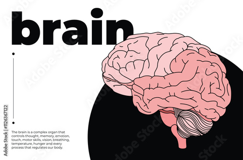 Human brain illustration with text, anatomical diagram of brain for medical education, ccience projects, cognitive studies, infographic design, and health awareness, minimalist artwork