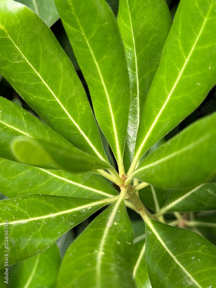 Schefflera elegant green leaves under soft sunlight Schefflera elegant green leaves under soft sunlight