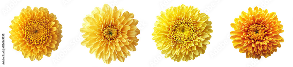 A solitary yellow chrysanthemum flower on a see-through background. A solitary yellow chrysanthemum flower on a see-through background.