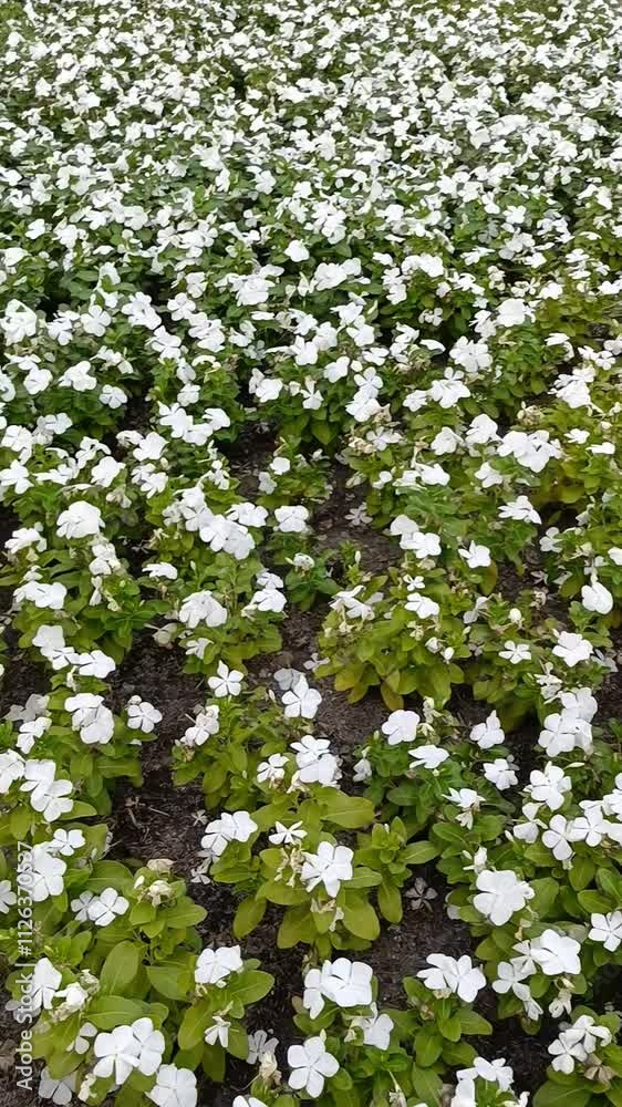 A fragrant jasmine flower blooms with pure white petals, symbolizing beauty, grace, and simplicity. A fragrant jasmine flower blooms with pure white petals, symbolizing beauty, grace, and simplicity.