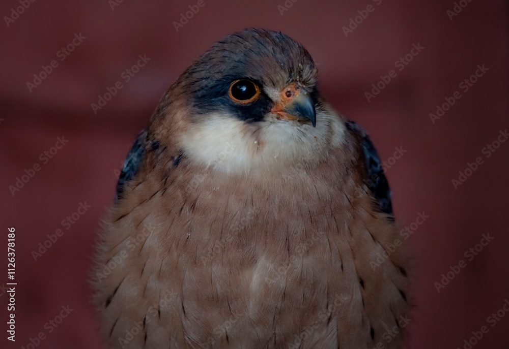 The Red-Footed Falcon (Falco vespertinus). The Red-Footed Falcon (Falco vespertinus).