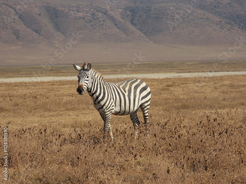 Zebra in the Serengeti 