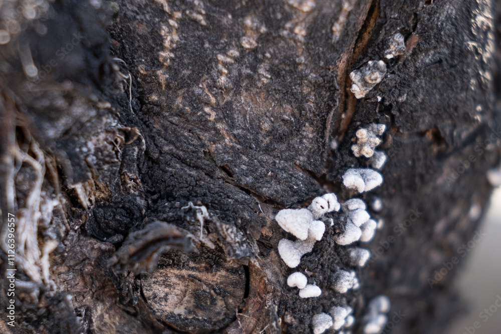 fungal disease on a tree trunk fungal disease on a tree trunk