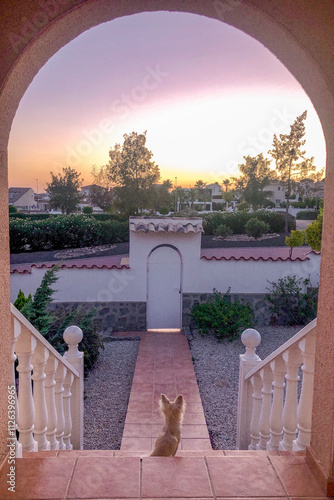 Sunset View from the Doorway with a Curious Chihuahua