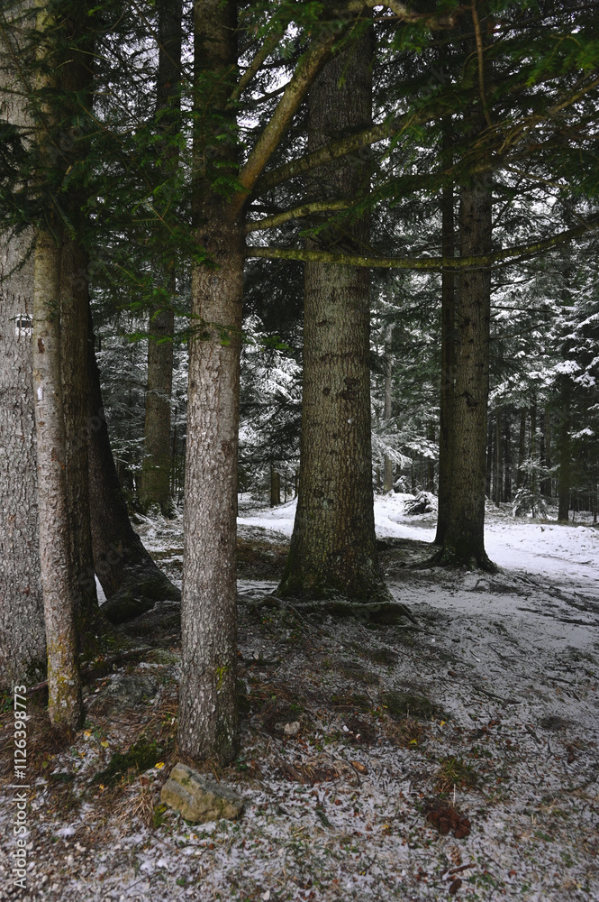 Obraz premium Snowy Trees - Winter Forest - Snow on Tree - Frozen Wonderland in Zakopane, Tatra Mountains National Park, Poland. Pine trees for a wintry Alpine Environment