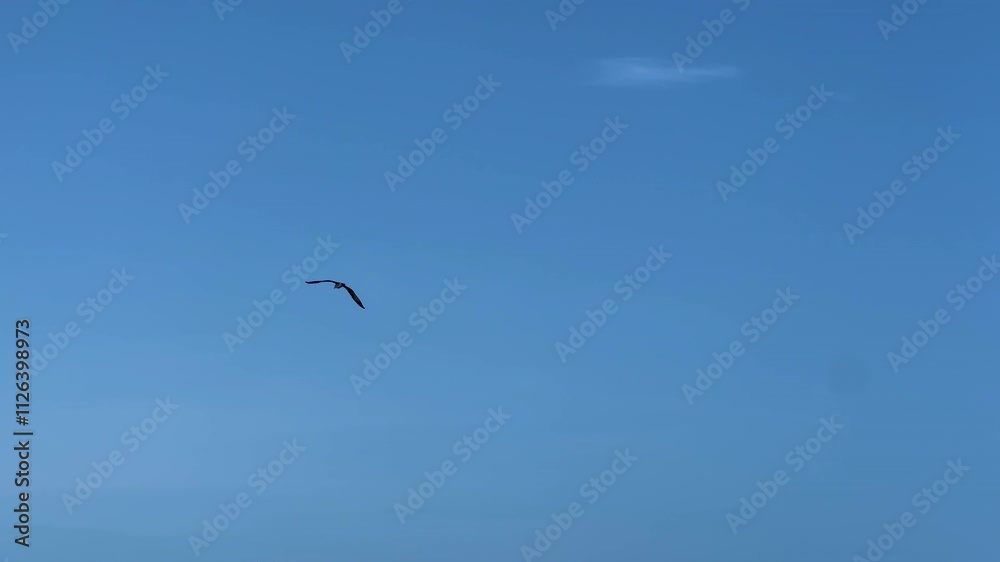 seagull flying in the blue sky. High quality 4k footage seagull flying in the blue sky. High quality 4k footage