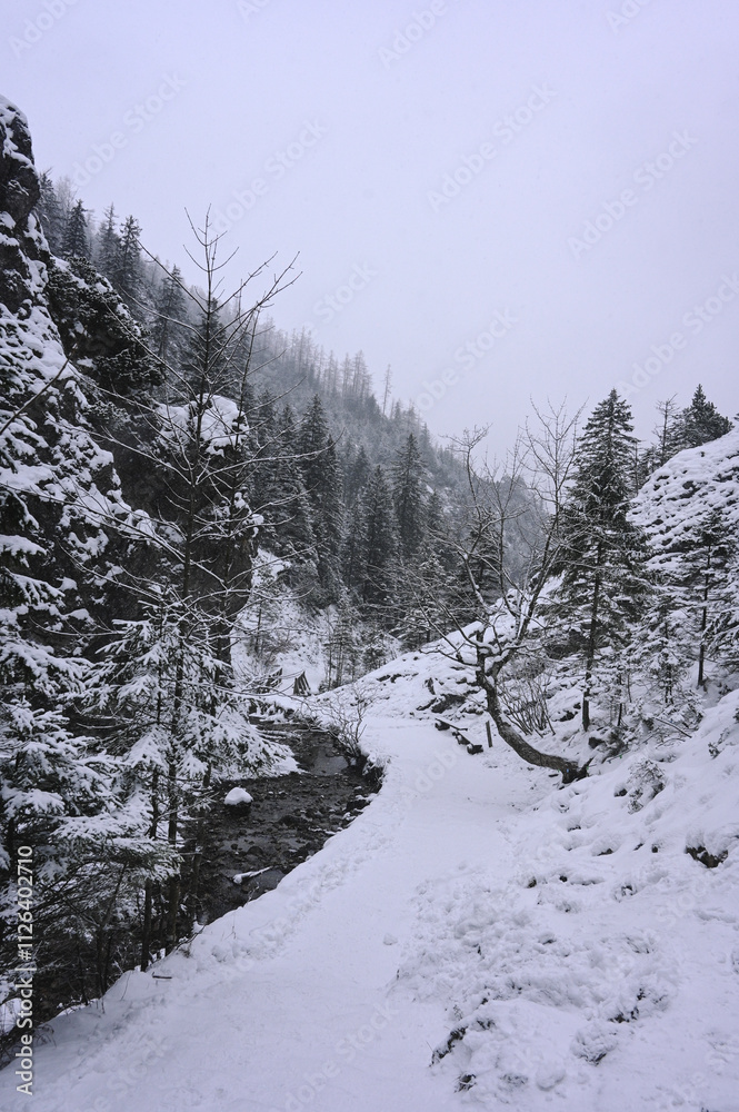 Snowy Trees - Winter Forest - Snow on Tree - Frozen Wonderland in Zakopane, Tatra Mountains National Park, Poland. Pine trees for a wintry Alpine Environment Snowy Trees - Winter Forest - Snow on Tree - Frozen Wonderland in Zakopane, Tatra Mountains National Park, Poland. Pine trees for a wintry Alpine Environment