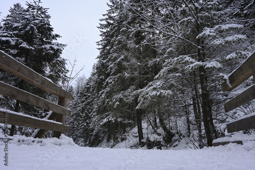 Wooden Footbridge amongst Snowy Trees - Winter Forest - Snow on Tree - Frozen Wonderland in Zakopane, Tatra Mountains National Park, Poland. Pine trees for a wintry Alpine Environment