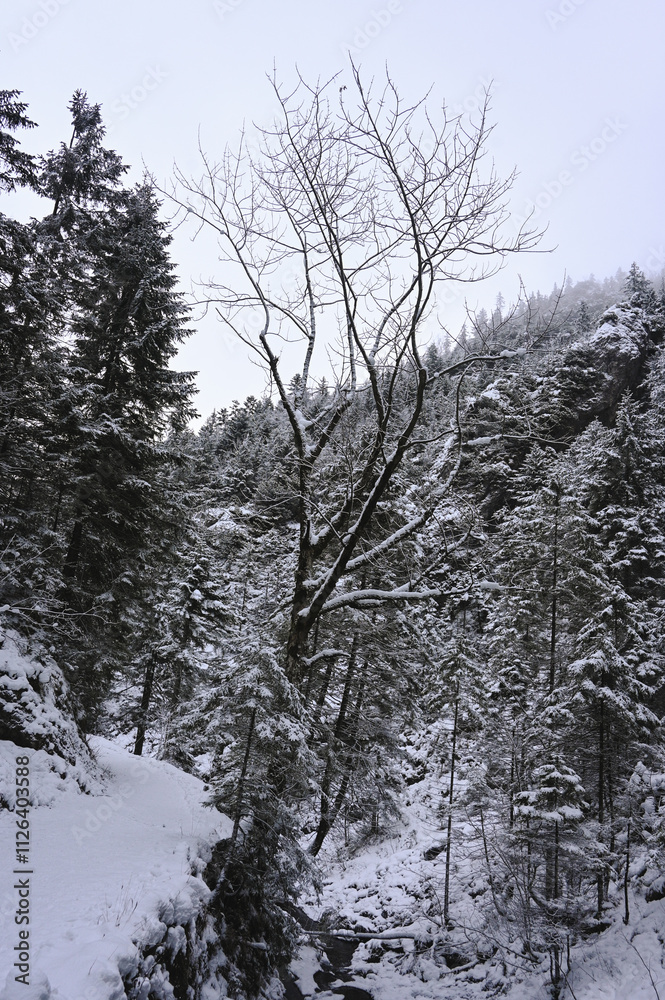Snowy Trees - Winter Forest - Snow on Tree - Frozen Wonderland in Zakopane, Tatra Mountains National Park, Poland. Pine trees for a wintry Alpine Environment Snowy Trees - Winter Forest - Snow on Tree - Frozen Wonderland in Zakopane, Tatra Mountains National Park, Poland. Pine trees for a wintry Alpine Environment