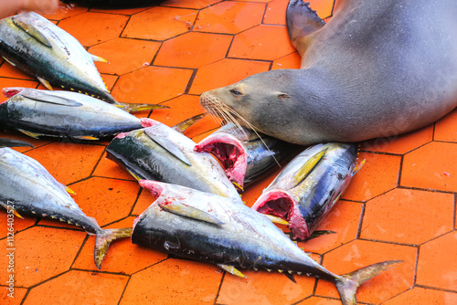Galapagos sea lion lying at the fish market in Puerto Ayora on Santa Cruz Island, Galapagos National Park, Ecuador