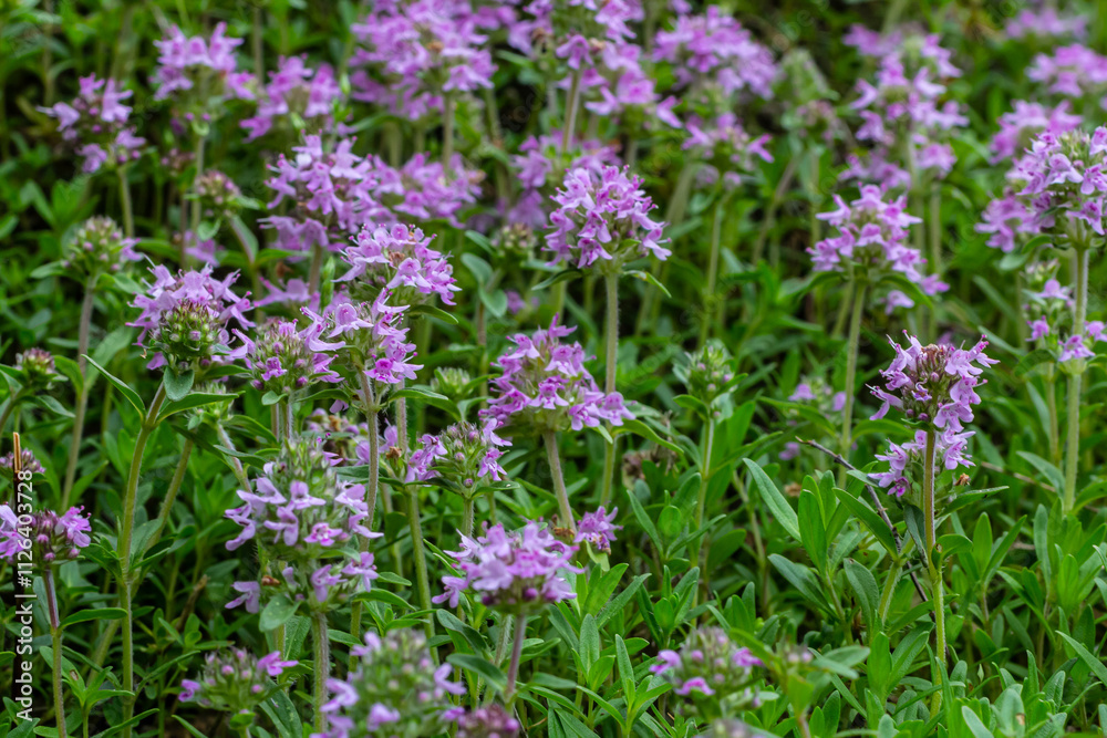 Blossoming fragrant Thymus serpyllum, Breckland wild thyme, creeping thyme, or elfin thyme close-up, macro photo. Beautiful food and medicinal plant in the field in the sunny day Blossoming fragrant Thymus serpyllum, Breckland wild thyme, creeping thyme, or elfin thyme close-up, macro photo. Beautiful food and medicinal plant in the field in the sunny day