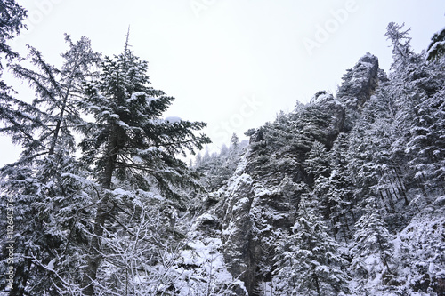 Snowy Trees - Winter Forest - Snow on Tree - Frozen Wonderland in Zakopane, Tatra Mountains National Park, Poland. Pine trees for a wintry Alpine Environment