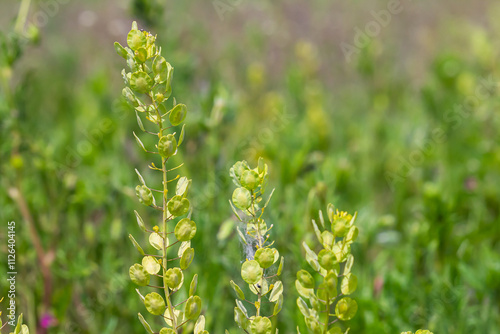 In nature, Thlaspi arvense grows among wild grasses photo