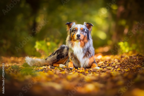 Dog, Lucky Australian Shepherd sitting in the forest