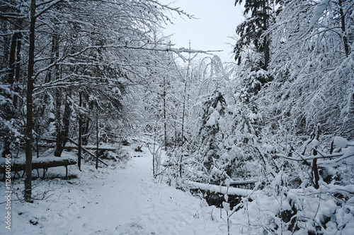 Snowy Trees - Winter Forest - Snow on Tree - Frozen Wonderland in Zakopane, Tatra Mountains National Park, Poland. Pine trees for a wintry Alpine Environment