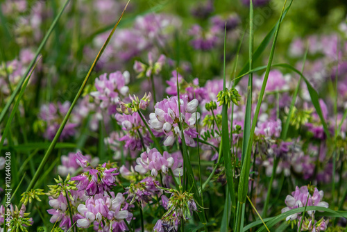 the flowers of Securigera varia - crownvetch, purple crown vetch photo