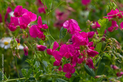 Vicia sativa flowers are blooming in the field photo