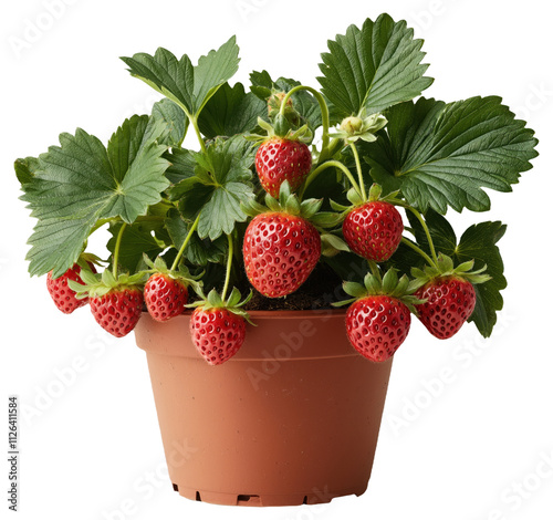 Strawberry plant with ripe red strawberries in a pot
